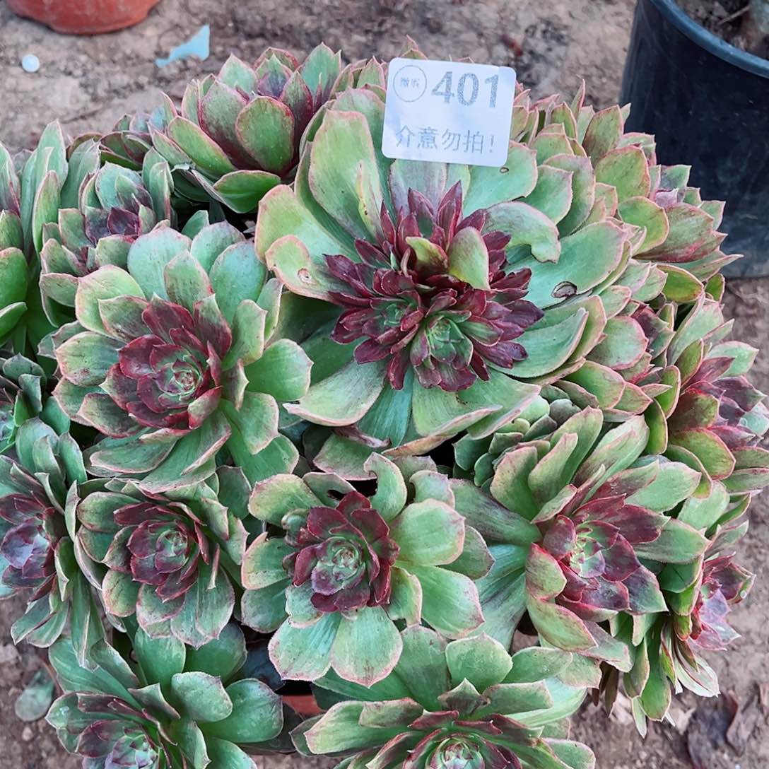 无花朵多肉植物401