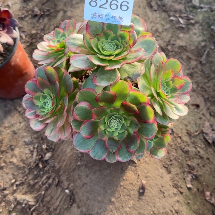 8266奶白多肉植物