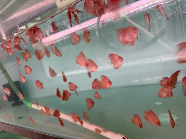 马来白蝴蝶，5公分压成，