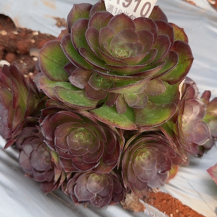 多肉法师海珊瑚朵