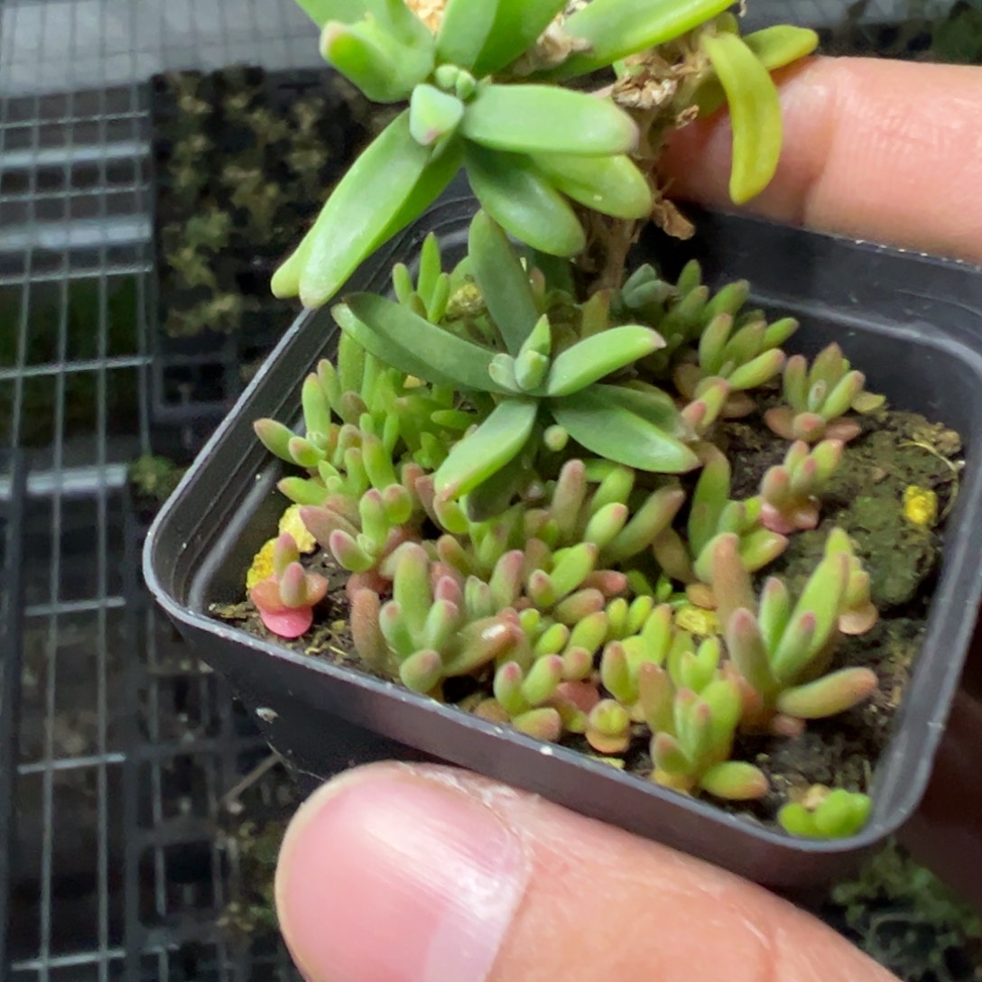 冰花55倍老桩福利