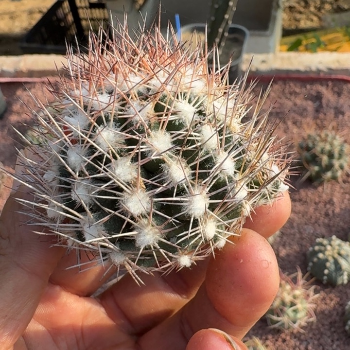 雪花丸有根5555555