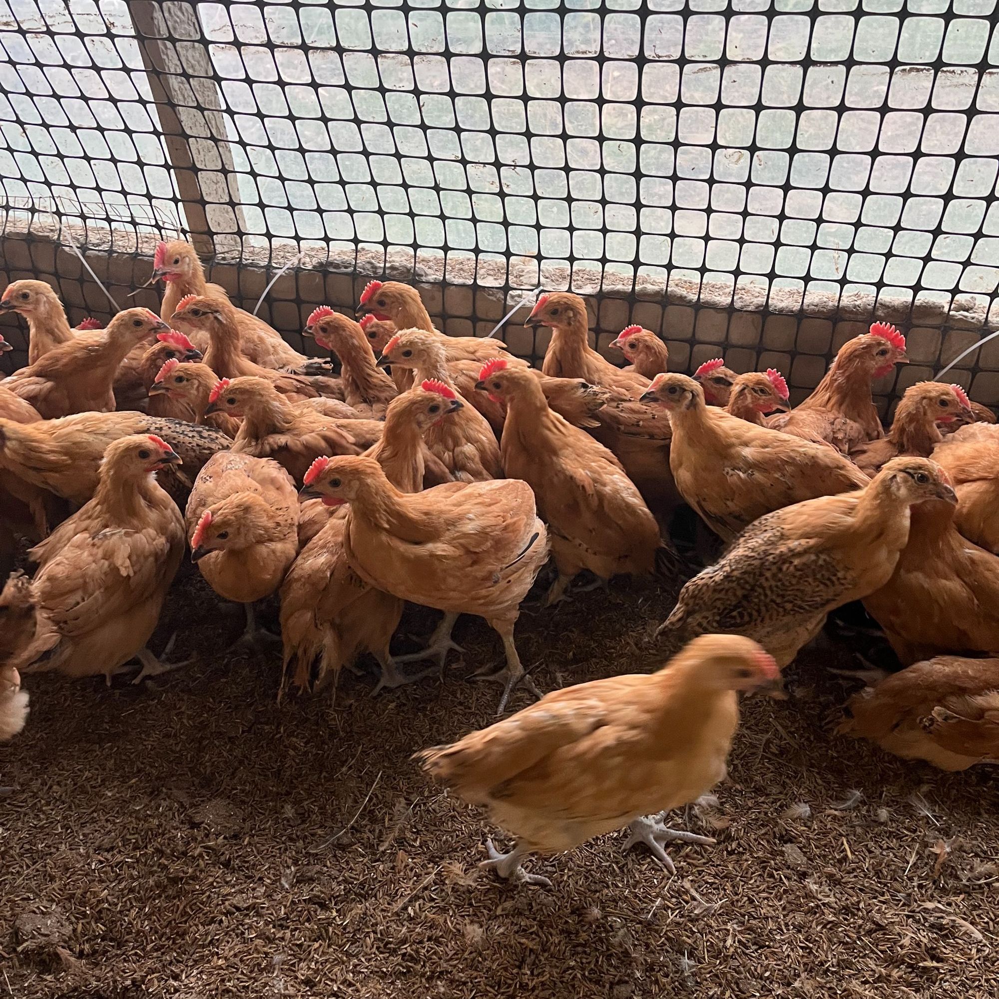 淮南草青脚土鸡青年鸡（宠物鸡）麻羽土鸡溜达鸡跑地鸡