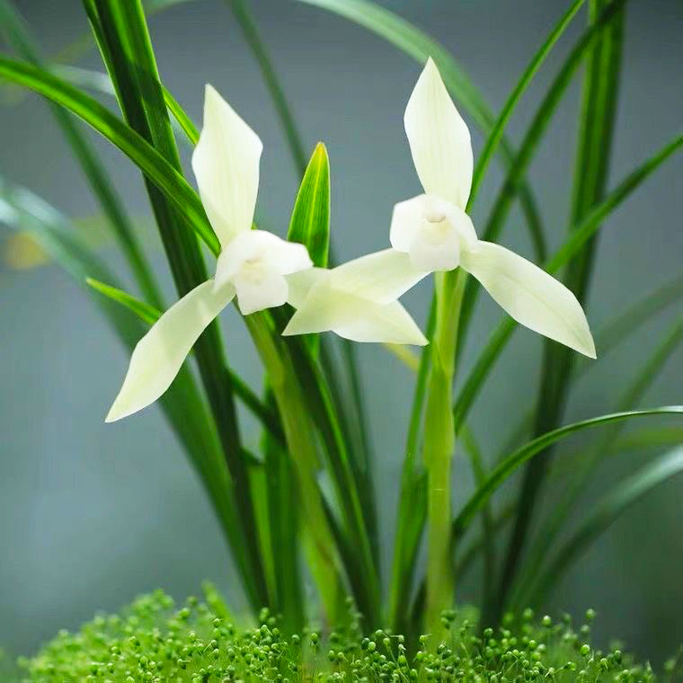 名贵兰花苗带花苞春兰雪影浓香型素花高档室内客厅盆栽花卉绿植
