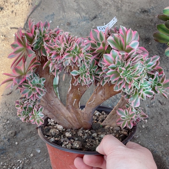 230女巫缀12345678