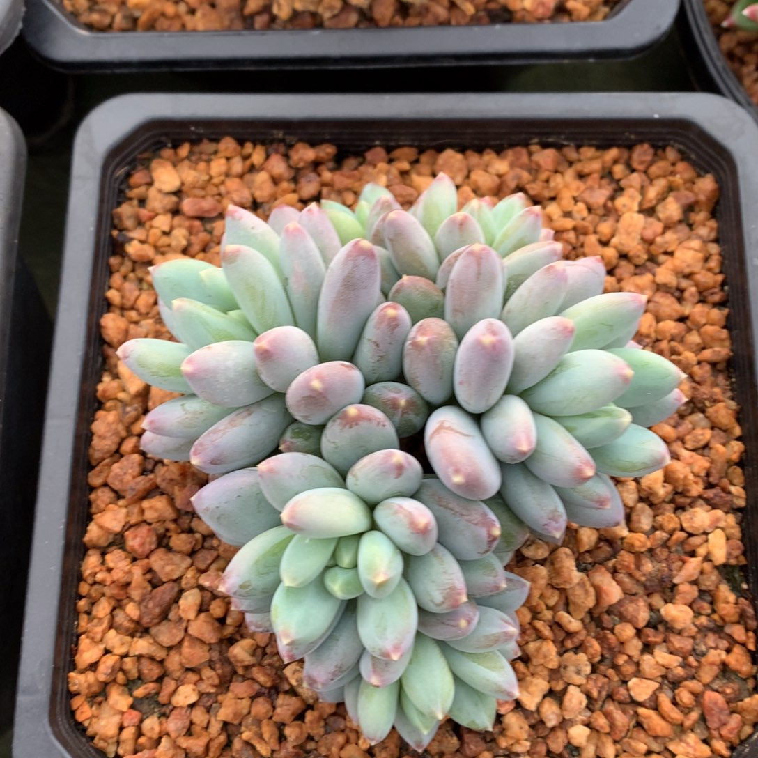 我们家的小姐姐们