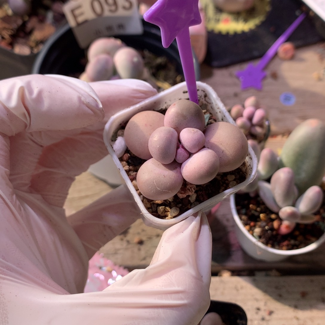 库福奶酪多肉库福奶酪