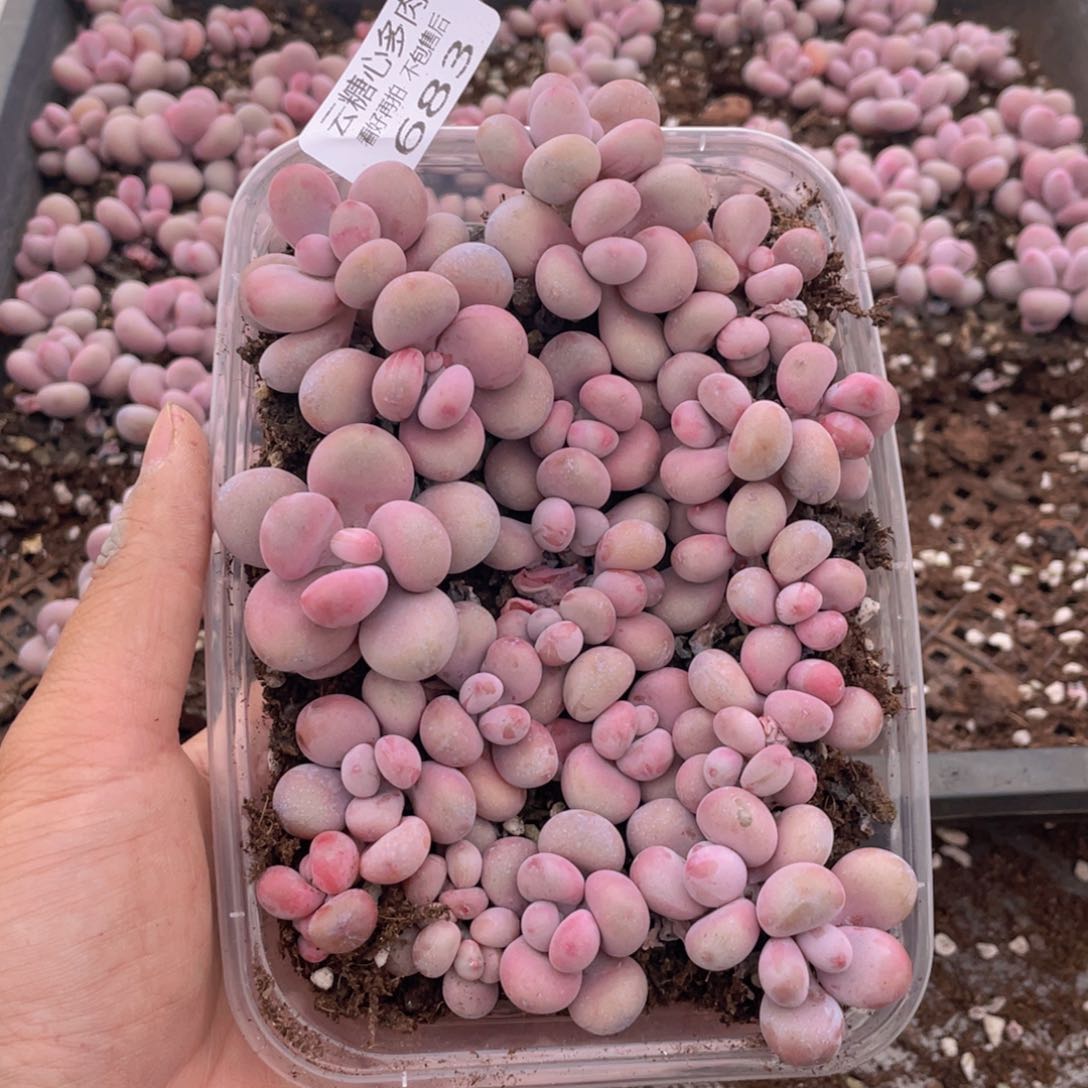 云糖心多肉植物683