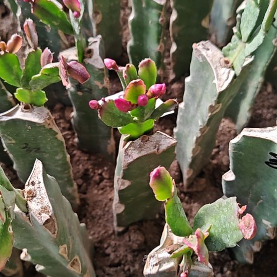 红桑巴嫁接零度之上包邮4