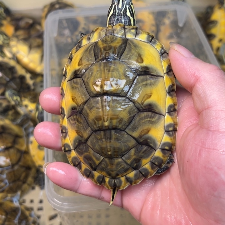 火焰龟母金梵母龟