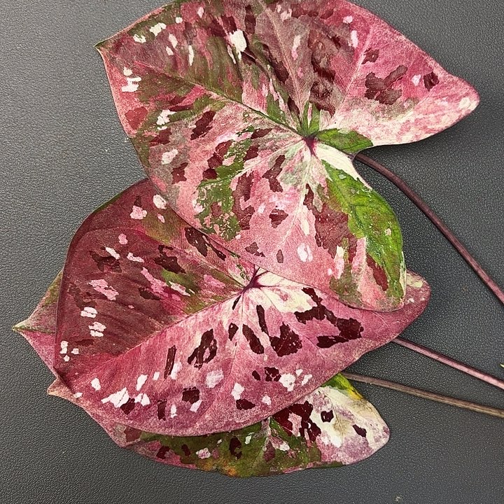 ****姐75-1204彩叶芋广东现货