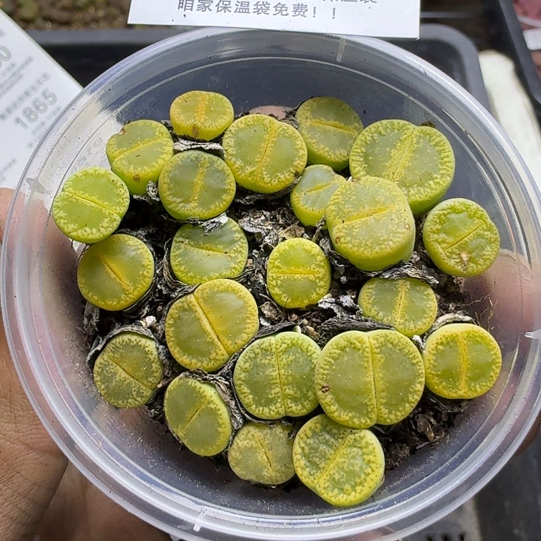 1850绿宝石哈哈哈哈哈哈