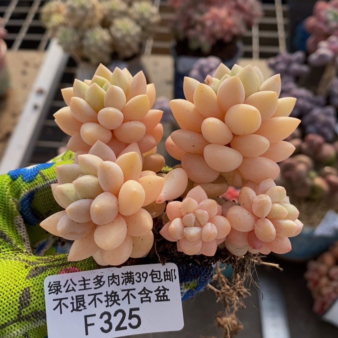 泡泡糖325/6cm多肉