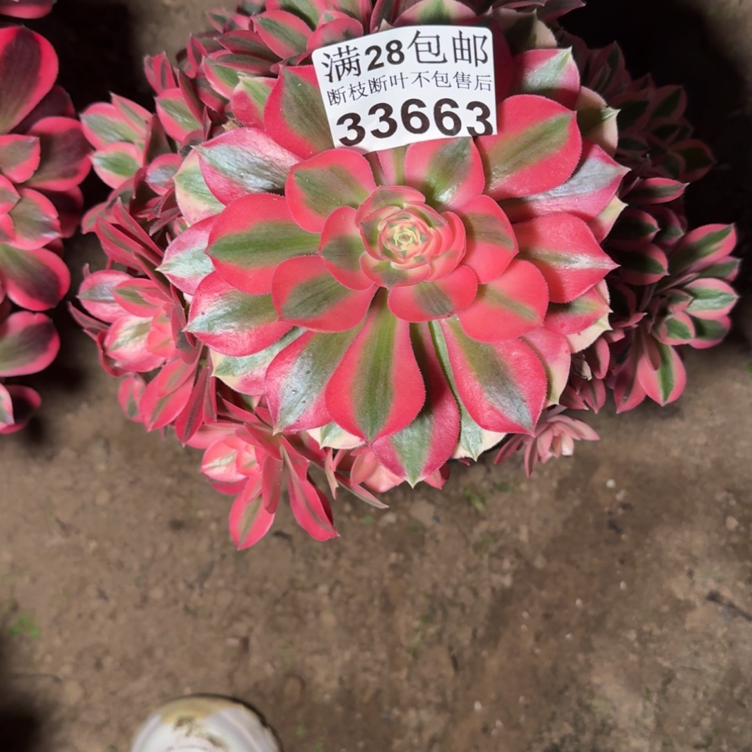 33663女巫多肉植物