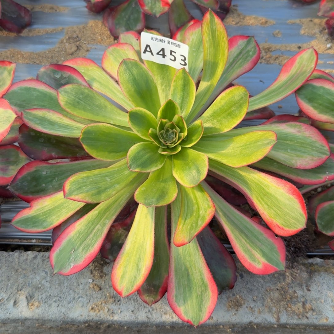 453巫毒超白。多肉植物