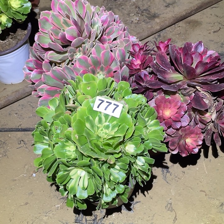 花**客多肉植物断枝不包777法师3颗