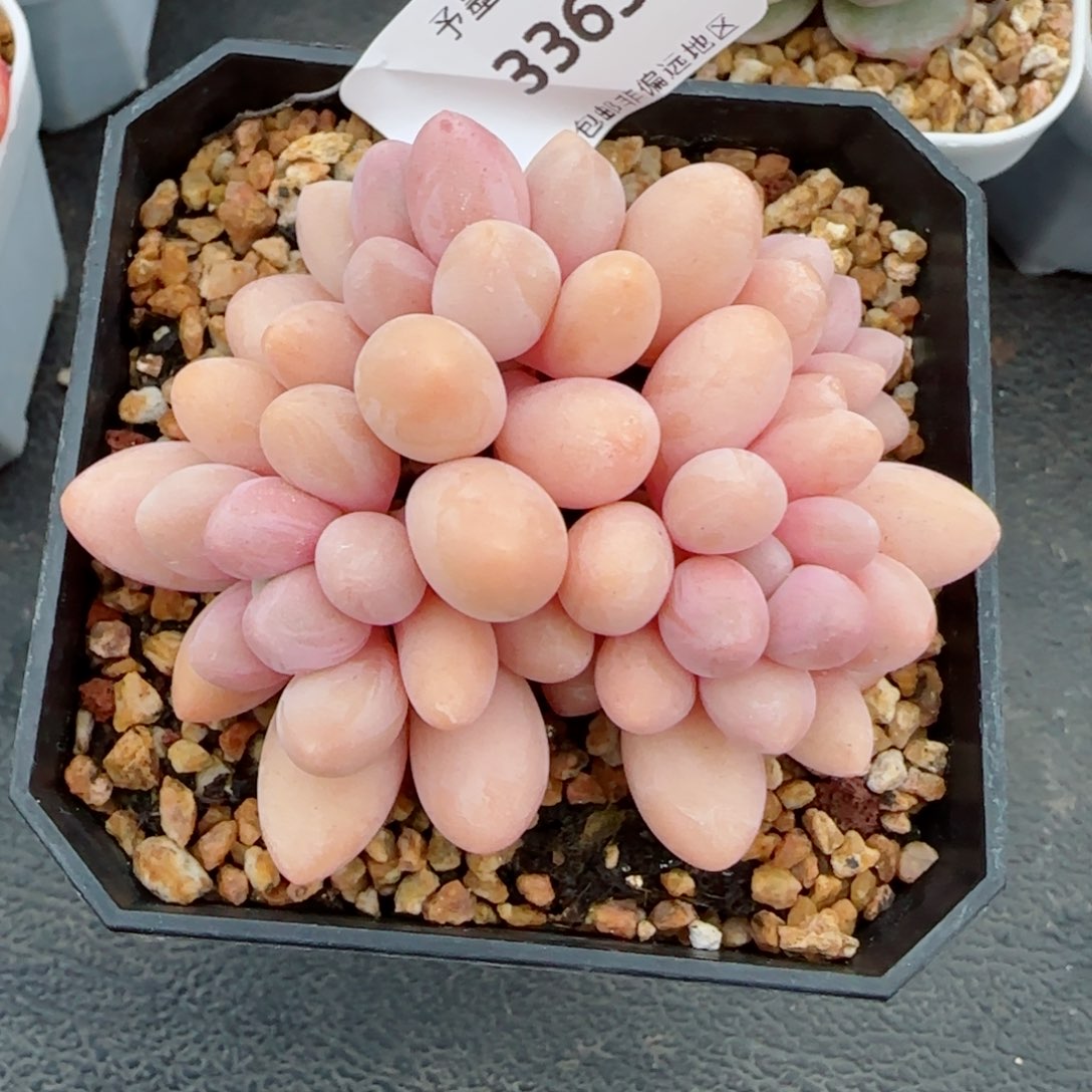 汤圆无砍，3363多肉