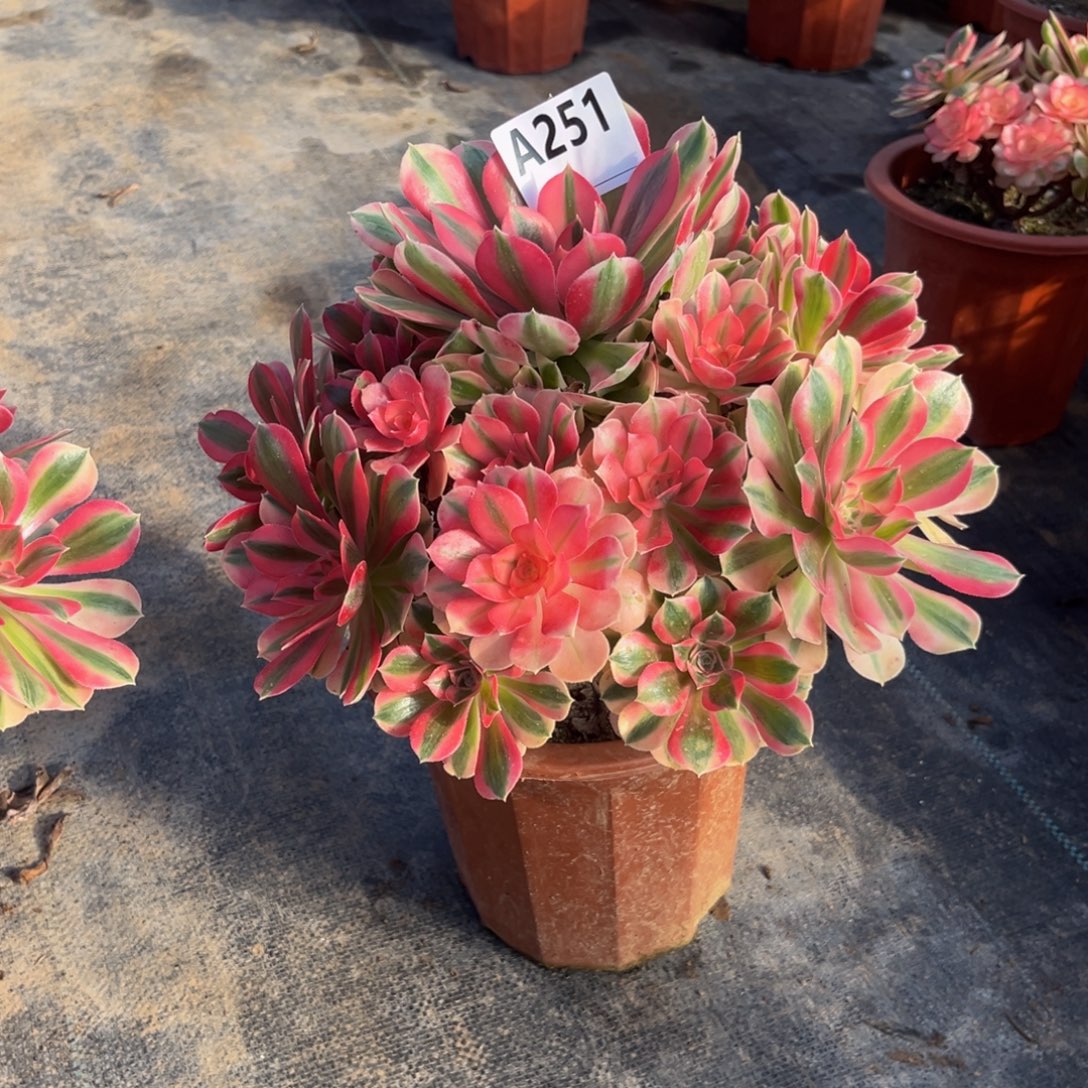 闫***欠多肉植物粉女巫251多肉