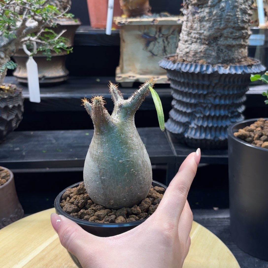 木 象牙宫带盆土。