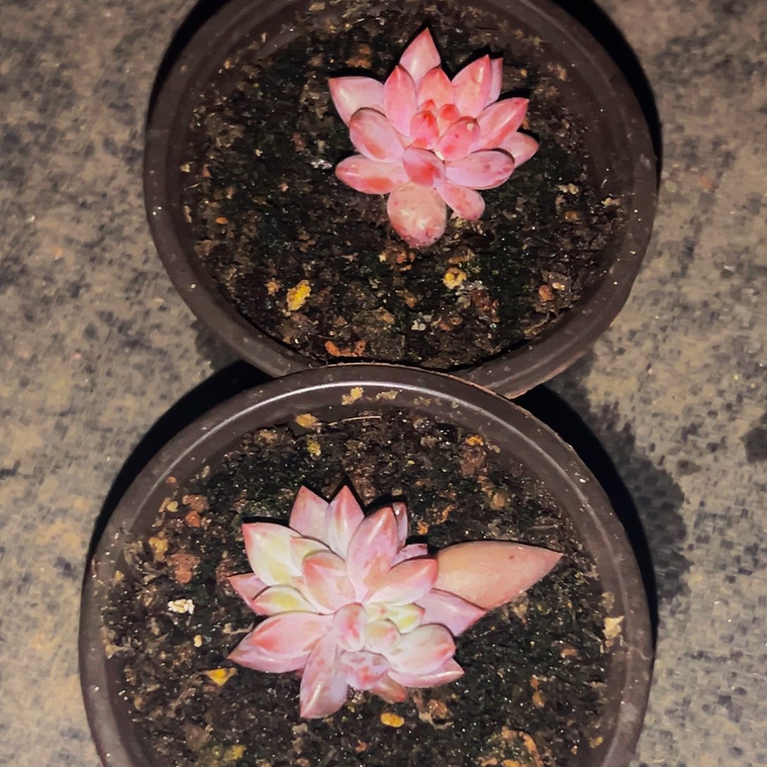 桔云多肉美人精品系列