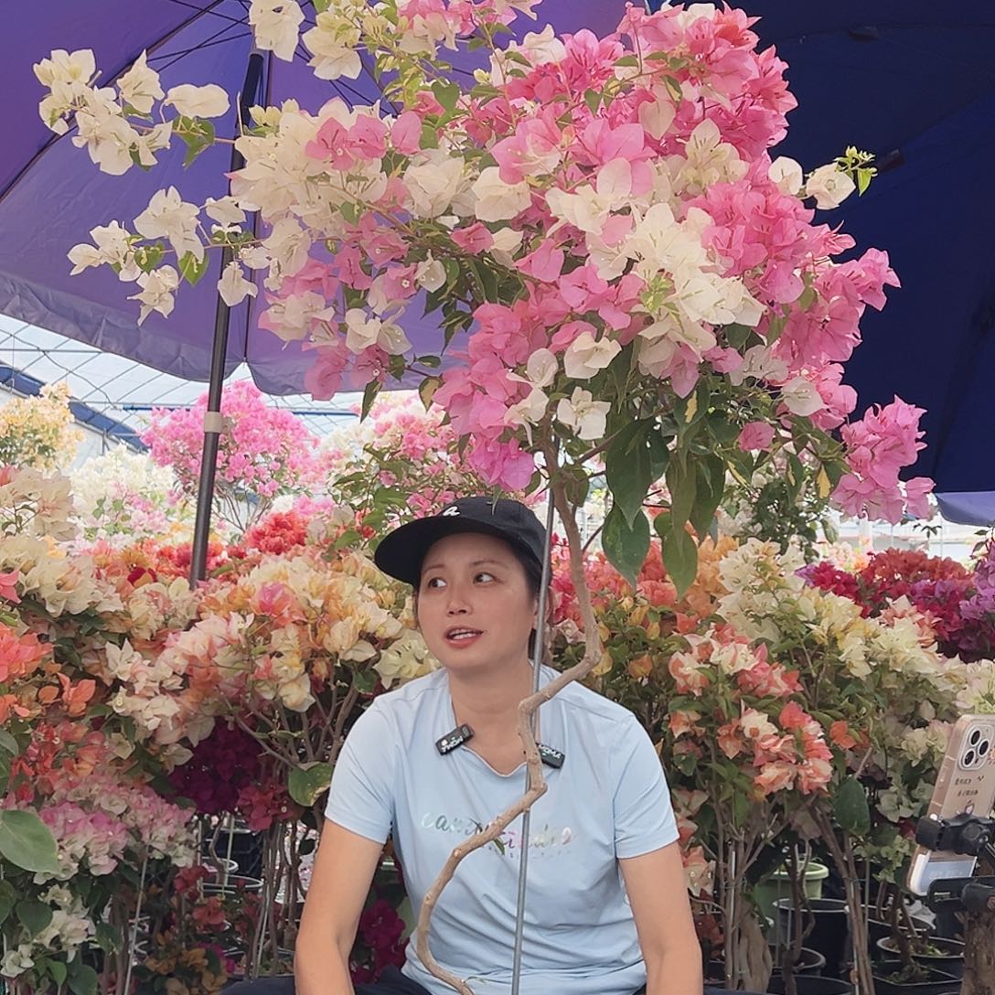 無***我大部分花苞少量开放F72金心橙白