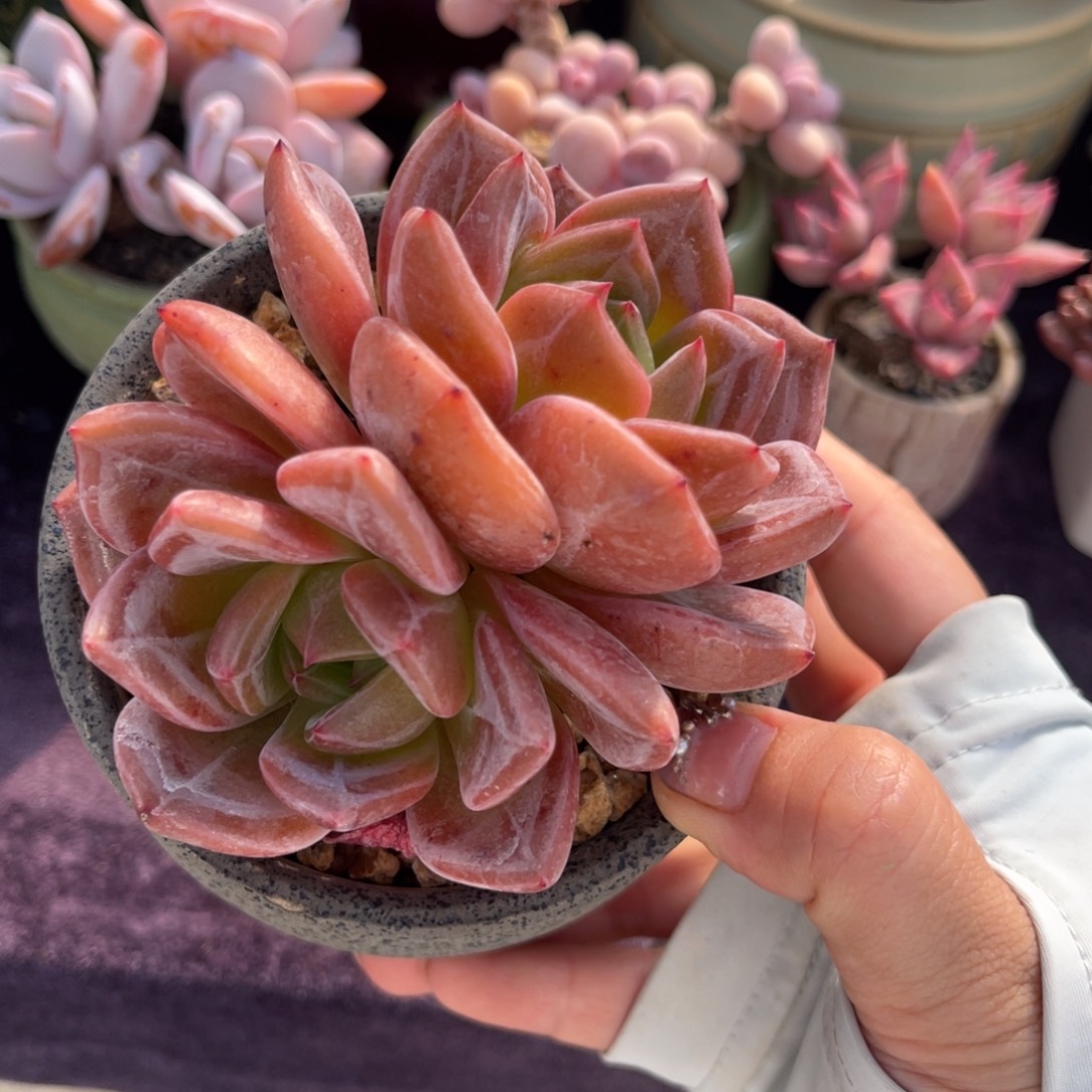 德国香槟 九公分 带盆