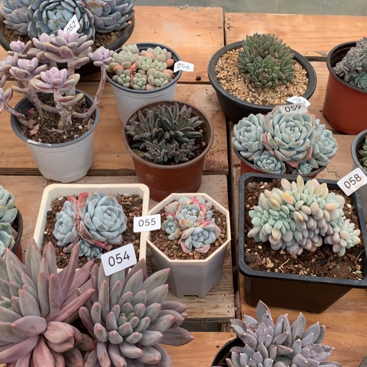 微***生哈哈哈哈哈哈哈哈哈哈哈9.9