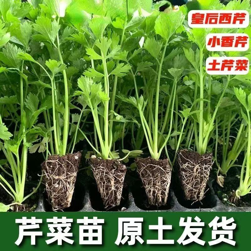 四季香芹西芹菜苗耐寒耐热阳台盆栽庭院地栽好养好种好吃芹菜种子