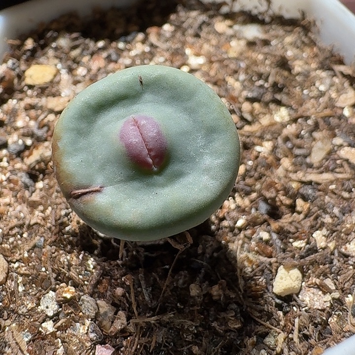 第***花生石花2:：。在。 138号