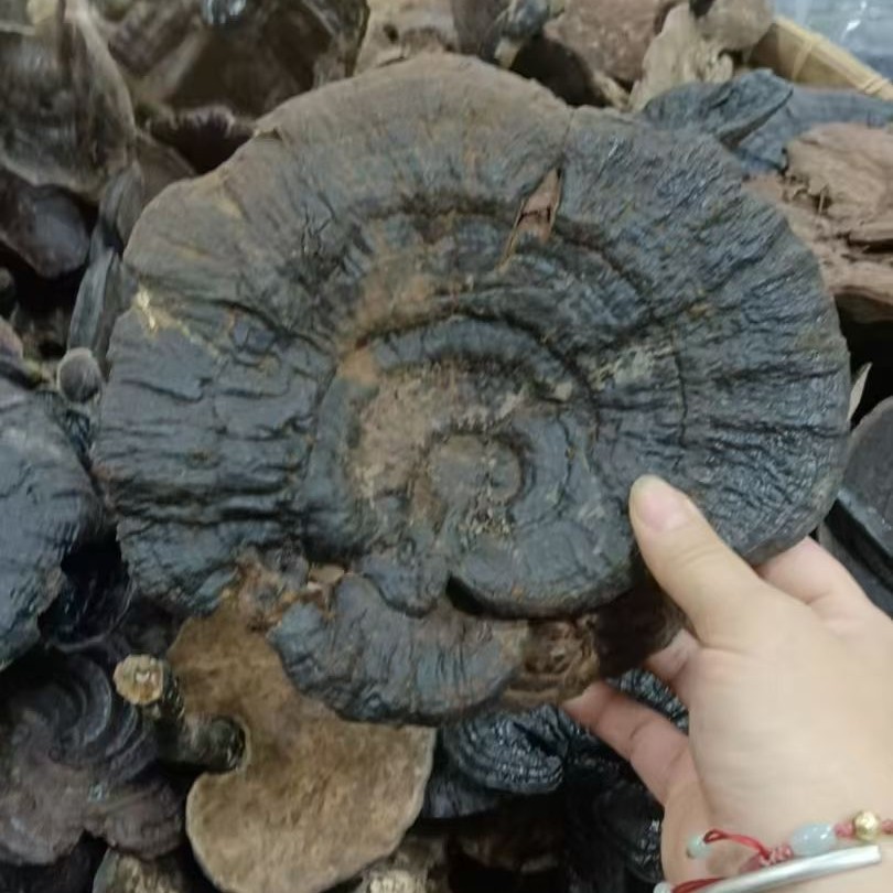 优选正宗粤东山区黑林之煲汤煮水泡酒佳品