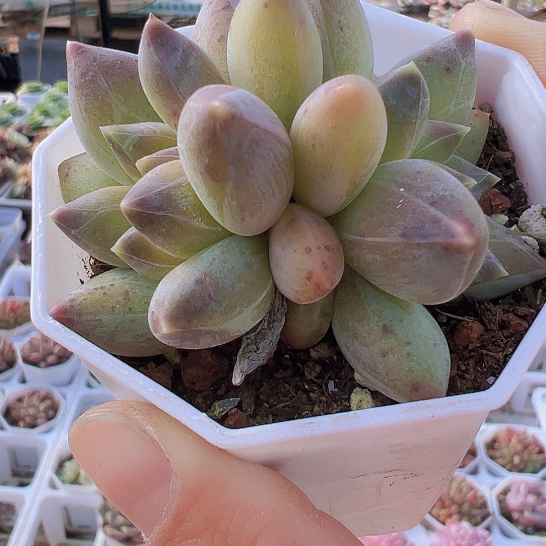 双头重楼19包邮多肉植物