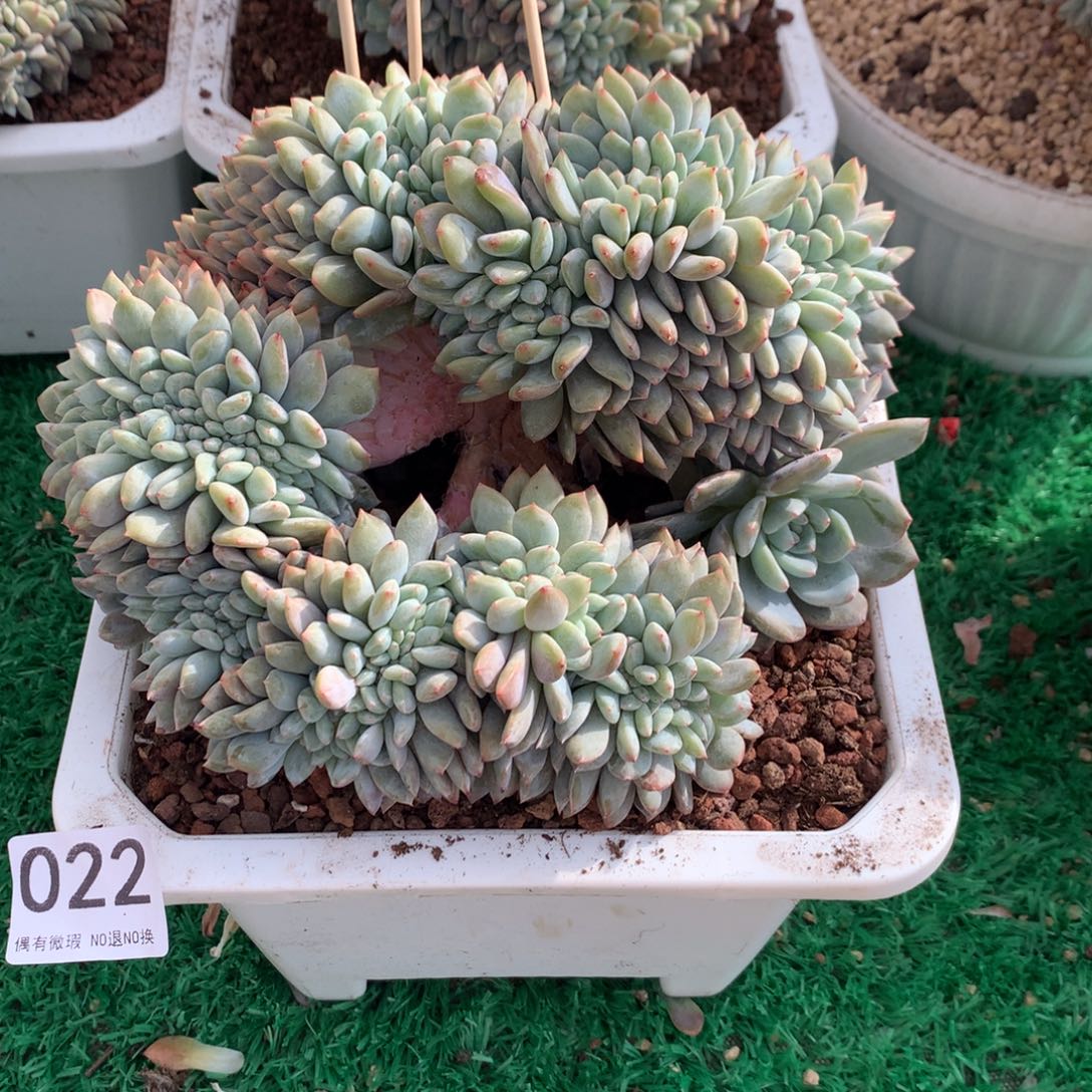 022橙子111111111111