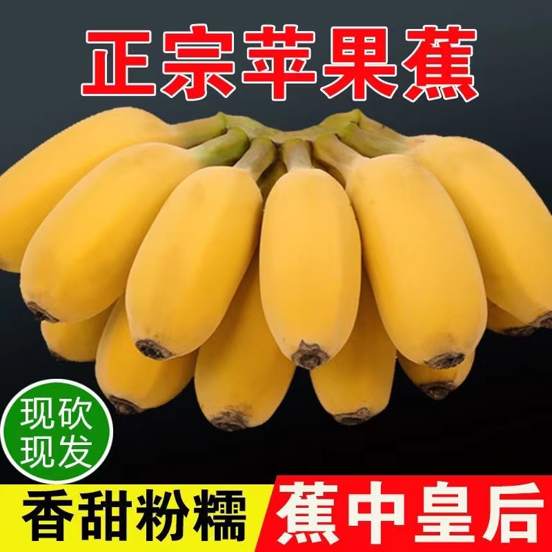 【正宗苹果蕉】现摘广西苹果粉蕉软糯香甜当季新鲜水果皮薄产地直发