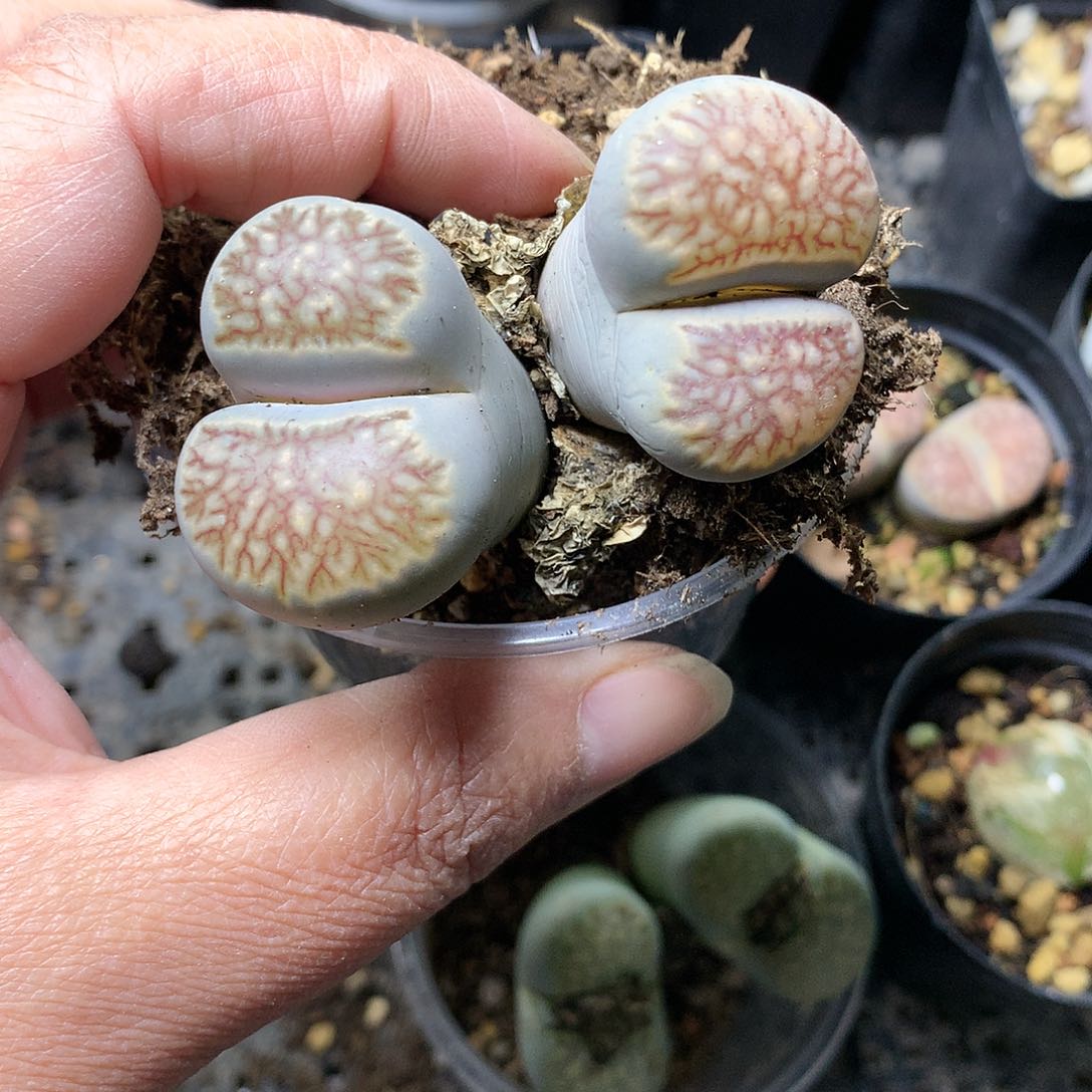 ?**?K223多肉植物保护