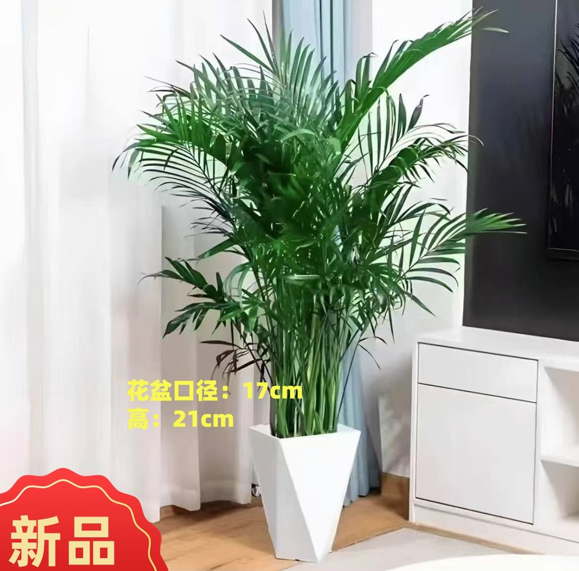 1.2-1.4米富贵椰子盆栽耐旱卧室散尾葵好养耐看净化空气 