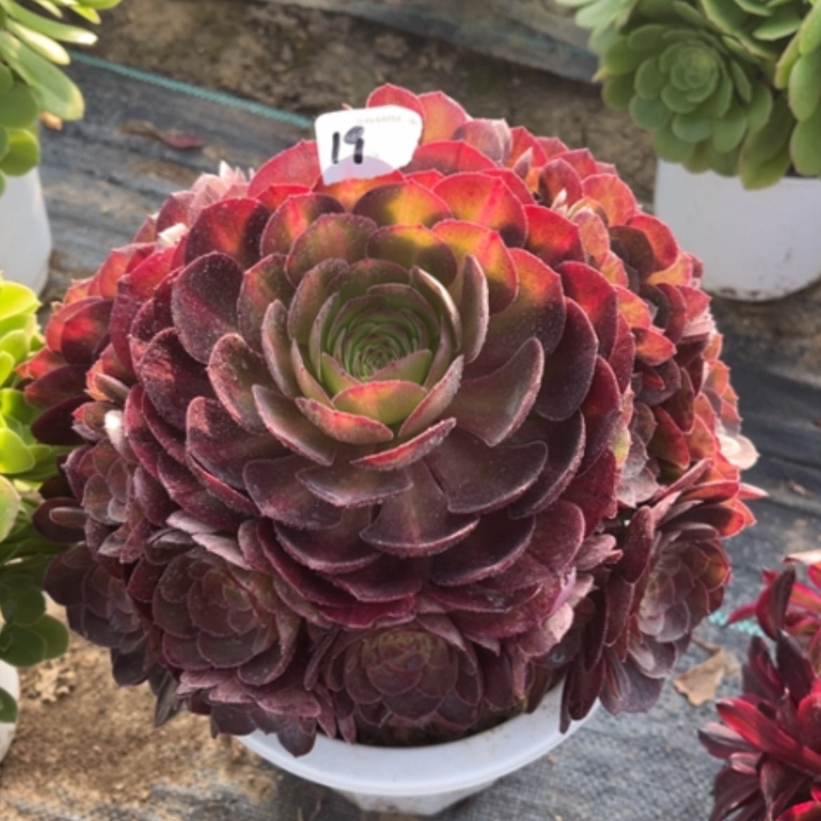 【闪购商品】16抹茶多肉法师