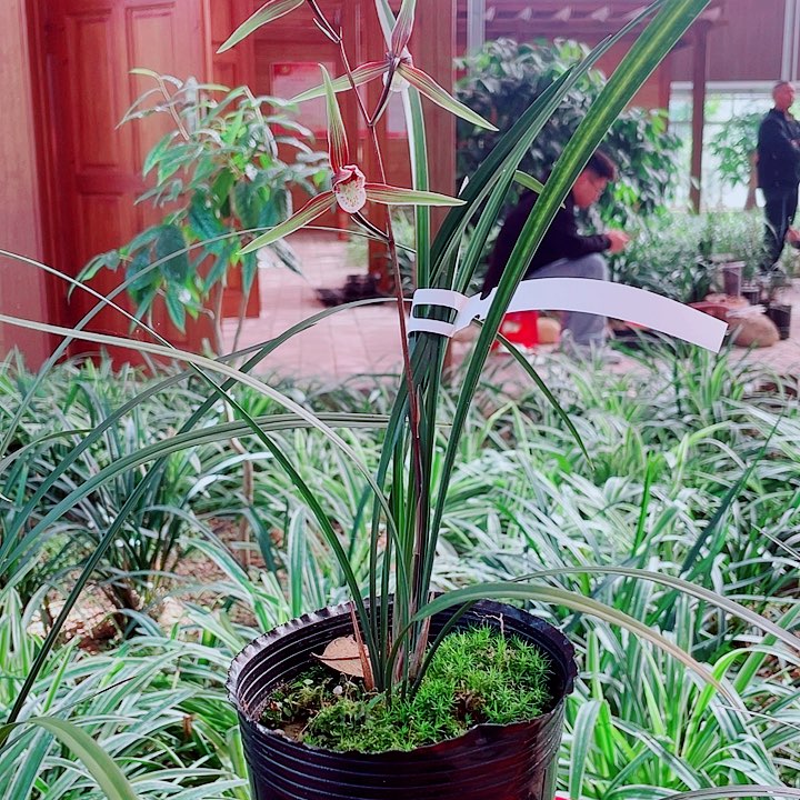 打***宇无花朵一物一漂亮开花