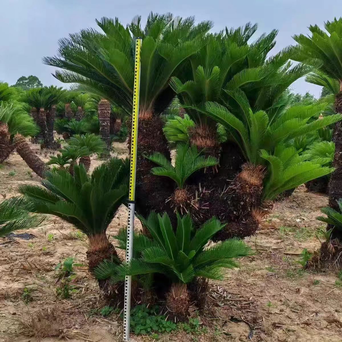 大型多头铁树盆栽四季常青室内室外养殖新欧式风格原土种植发货