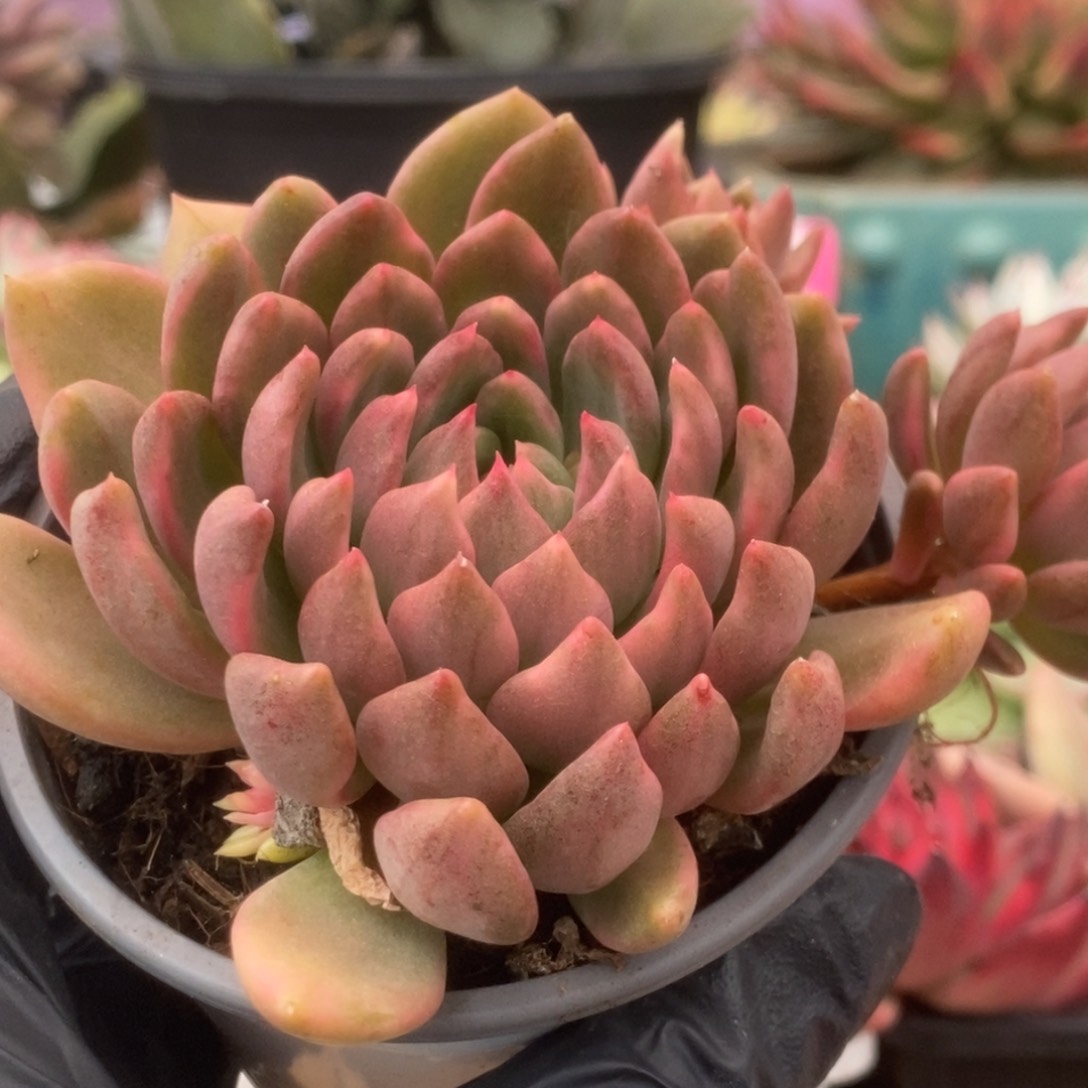 684红酒锦锦锦锦锦锦