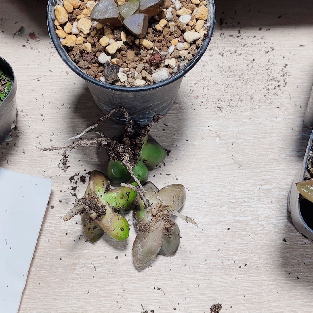 四颗实生新手好养