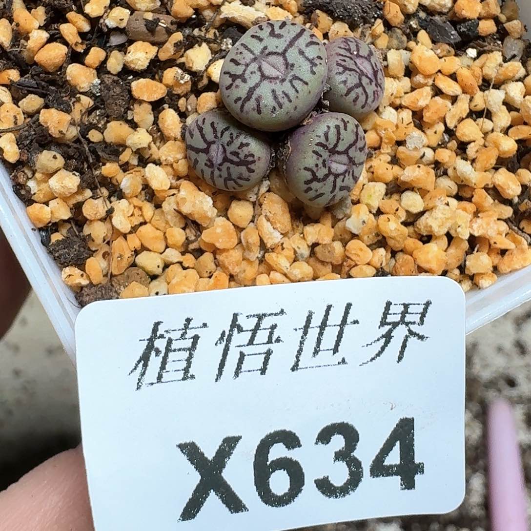 634盒多肉植物哇f g g