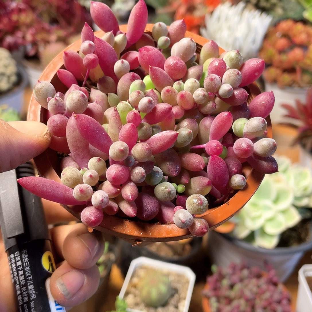 紫葡萄多肉带盆发货
