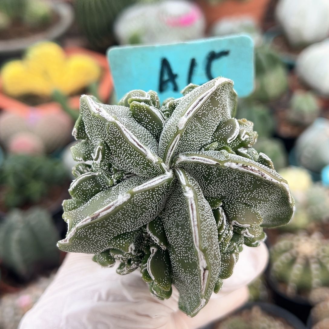 去吧呃呃呃呃呃呃呃