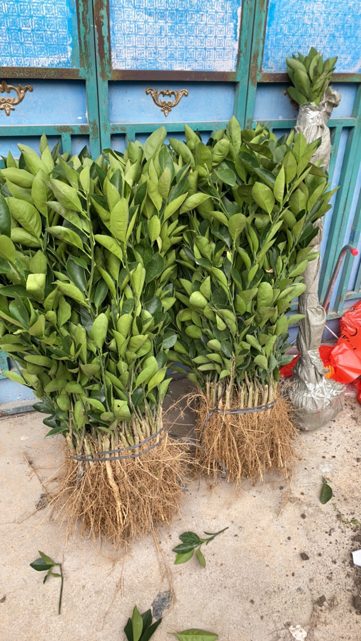 正宗赣南脐橙苗黄肉纽荷尔品种一年裸苗大面积种植