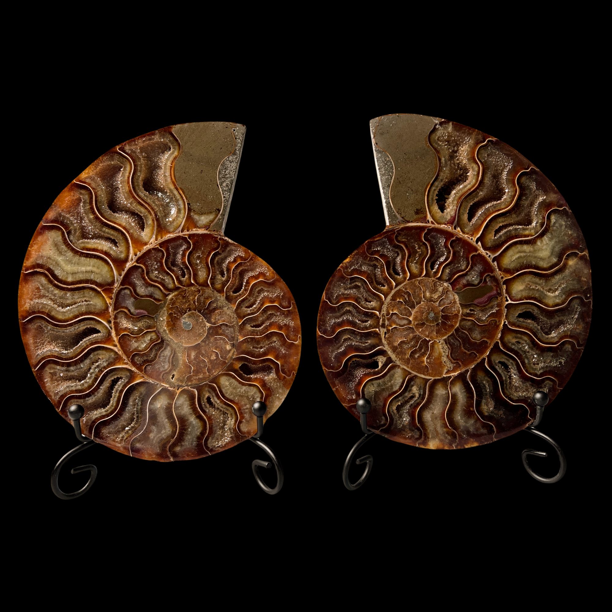 【 叶菊石（ 切片摆件 ）】尺寸141mm 玉化 马达加斯加 古贝壳 D3