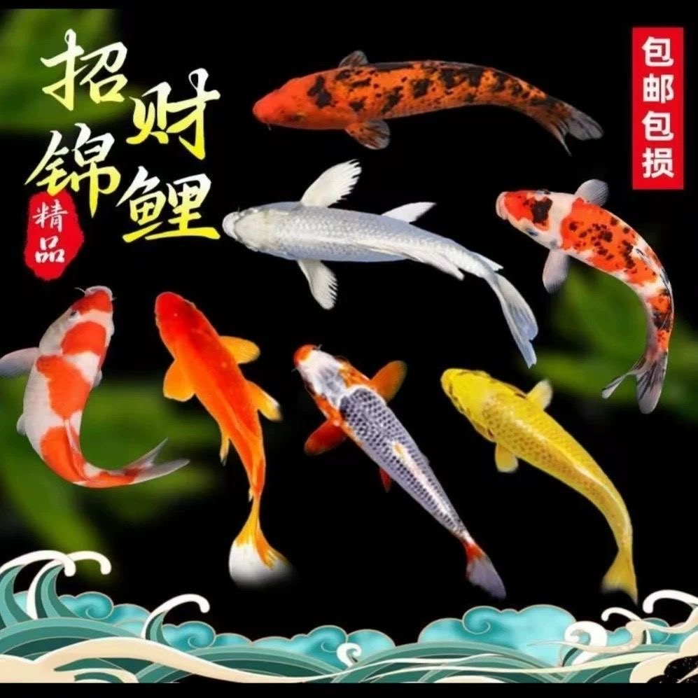 这么给力的鱼才1块钱一条！