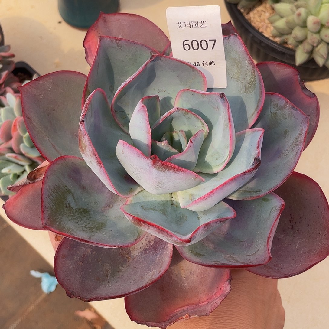 肯尼迪007 多肉多肉多肉