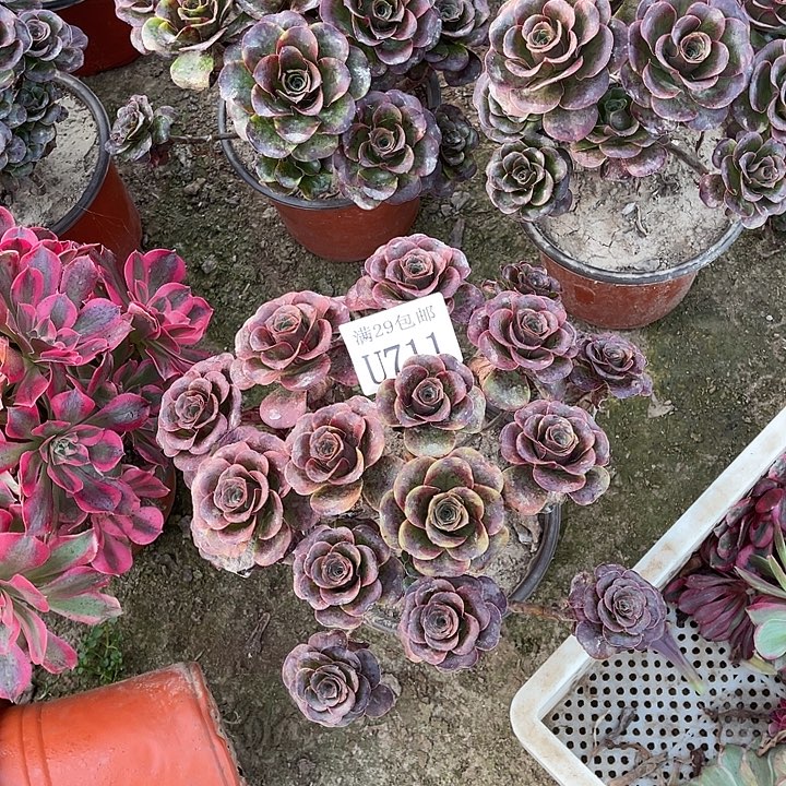 711魅金玫瑰   多肉植物      