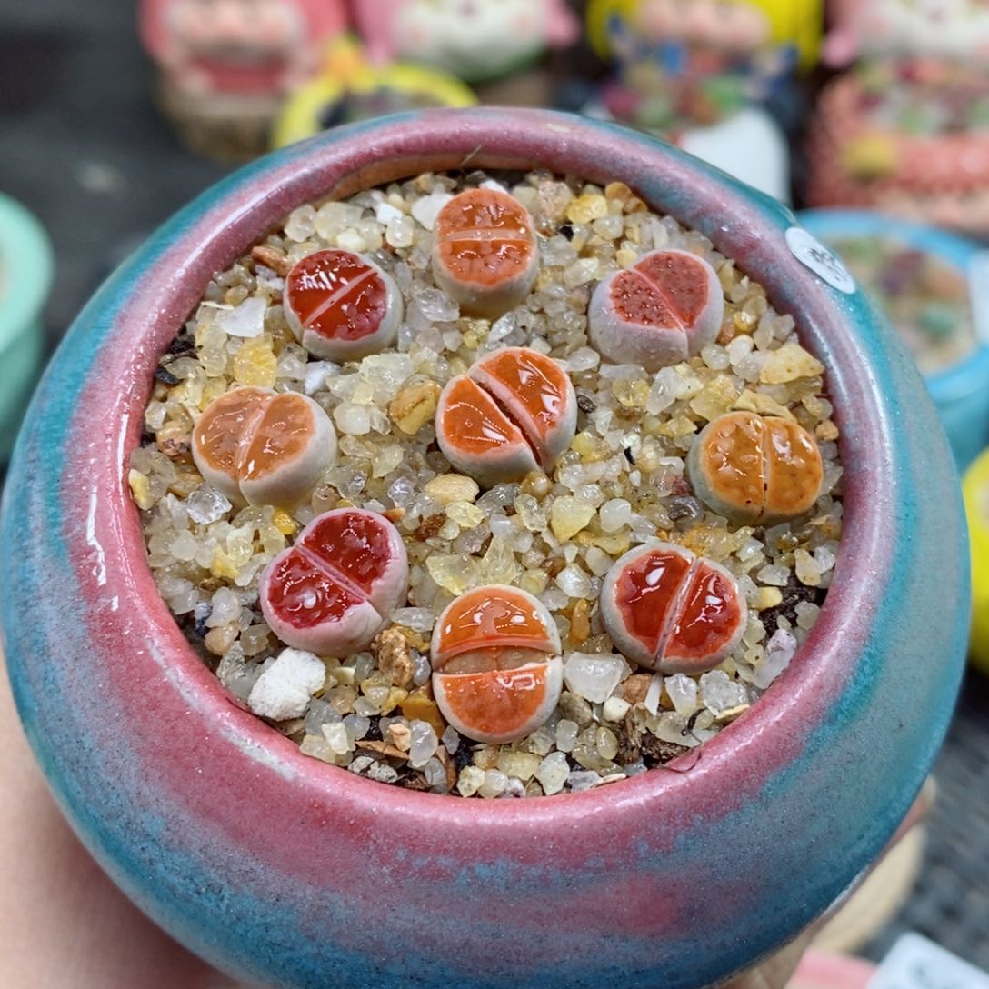 生石花花花花花40号