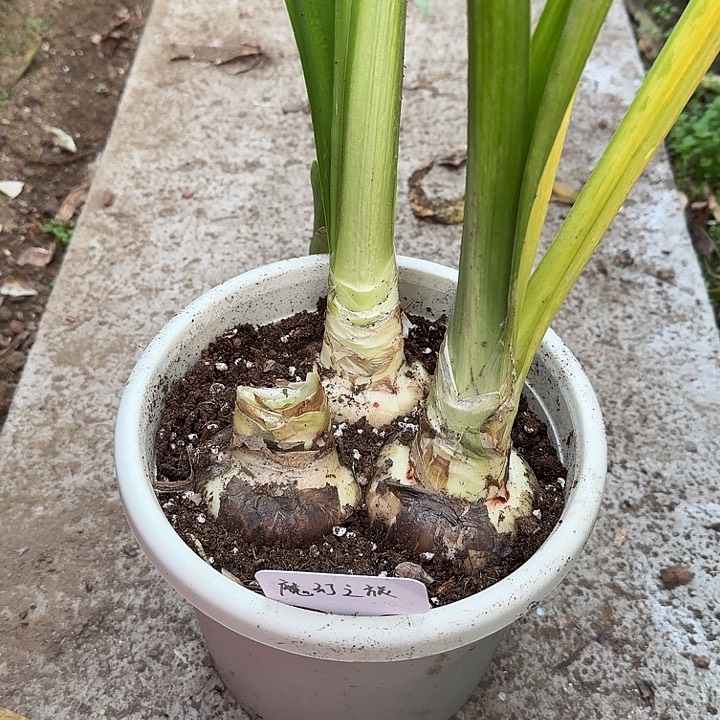 完全开放魔幻之旅